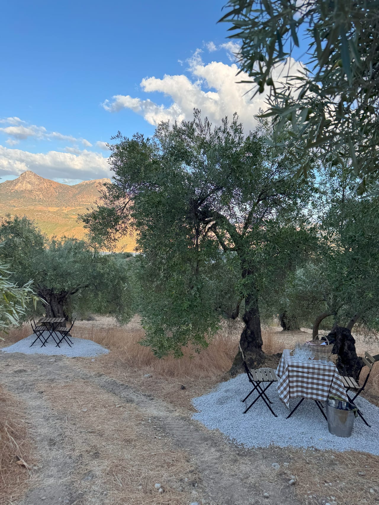 Aperitivo al Atardecer en el Olivar